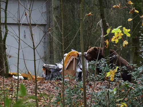 Kodiakbärin Mabel mit Sofa am 8. November 2015 im Wuppertaler Zoo
