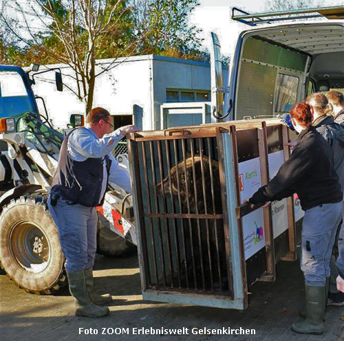 Kodiakbärin Brenda am 23. November 2015 im Transportkäfig in der ZOOM Erlebniswelt Gelsenkirchen (Foto ZOOM Erlebniswelt Gelsenkirchen)