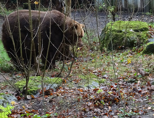 Kodiakbärin MABEL am 12. Dezember 2015 auf der Braunbärenanlage im Grünen Zoo Wuppertal