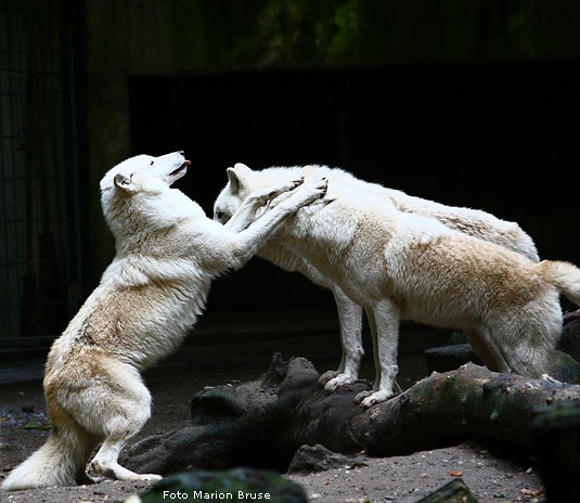 Kanadische Wölfe im Zoologischen Garten Wuppertal im Oktober 2008 (Foto Marion Bruse)