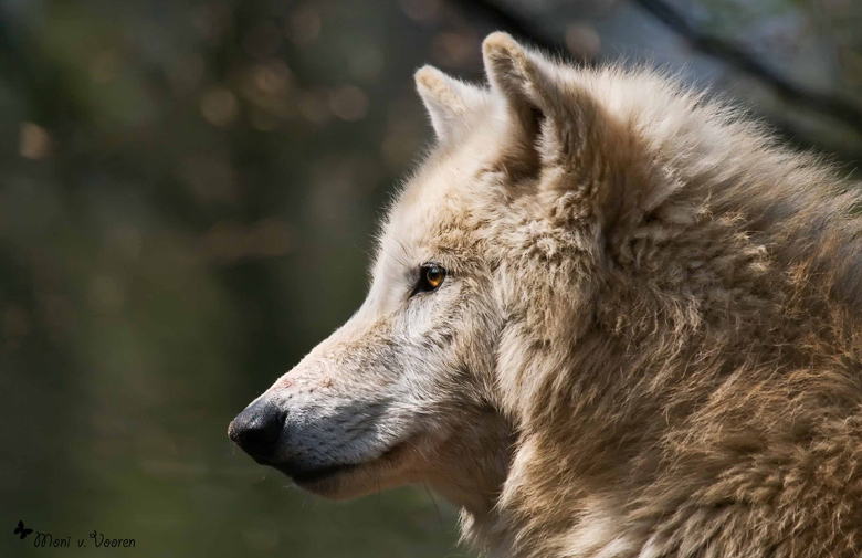 Kanadischer Wolf im Zoologischen Garten Wuppertal im April 2008 (Foto Moni von Vooren)