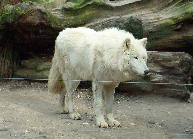 Kanadischer Wolf im Zoo Wuppertal im April 2008