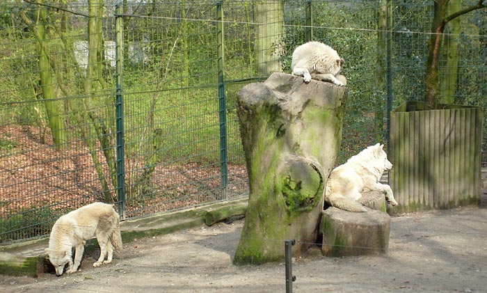 Kanadische Wölfe im Wuppertaler Zoo im April 2008