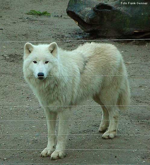 Kanadischer  Wolf im Wuppertaler Zoo im Dezember 2003 (Foto Frank Gennes)