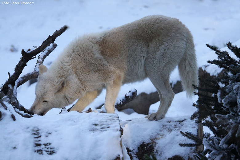 Kanadischer Wolf im Wuppertaler Zoo im Januar 2009 (Foto Peter Emmert)