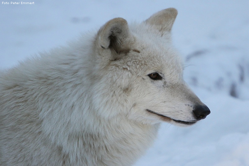 Kanadischer Wolf im Zoologischen Garten Wuppertal im Januar 2009 (Foto Peter Emmert)