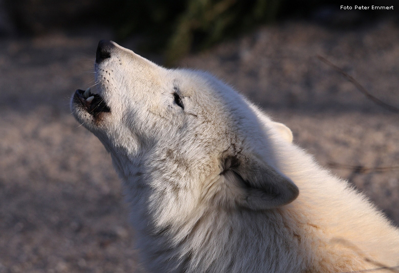 Kanadischer Wolf im Wuppertaler Zoo im Januar 2009 (Foto Peter Emmert)