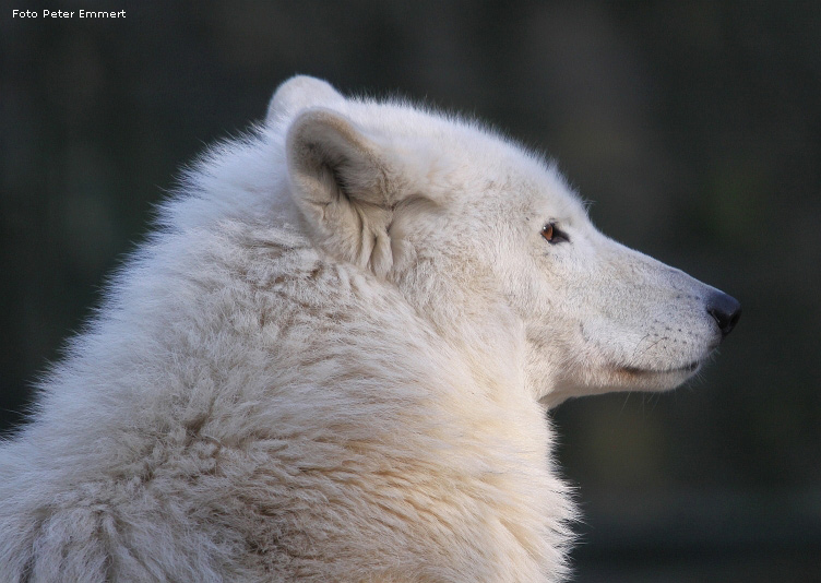 Kanadischer Wolf im Zoo Wuppertal im Januar 2009 (Foto Peter Emmert)