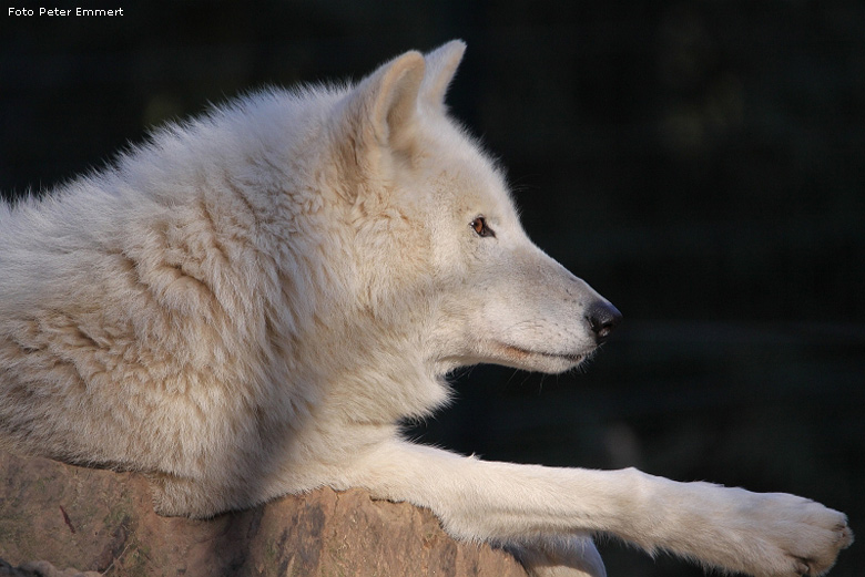 Kanadischer Wolf im Zoo Wuppertal im Januar 2009 (Foto Peter Emmert)