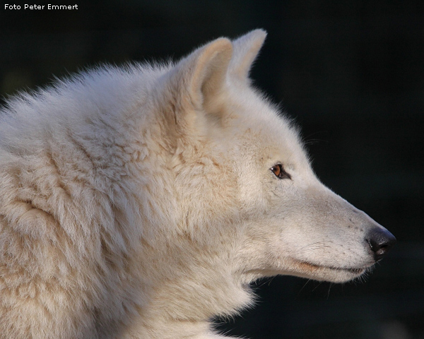 Kanadischer Wolf im Wuppertaler Zoo im Januar 2009 (Foto Peter Emmert)