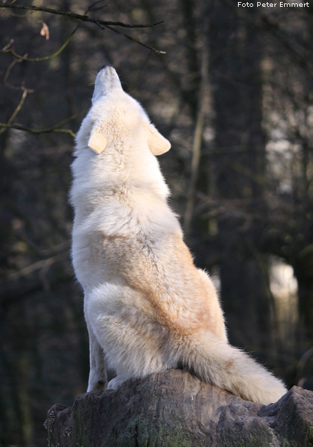 Kanadischer Wolf im Zoologischen Garten Wuppertal im Januar 2009 (Foto Peter Emmert)