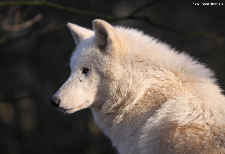 Kanadischer Wolf im Zoologischen Garten Wuppertal im Januar 2009 (Foto Peter Emmert)