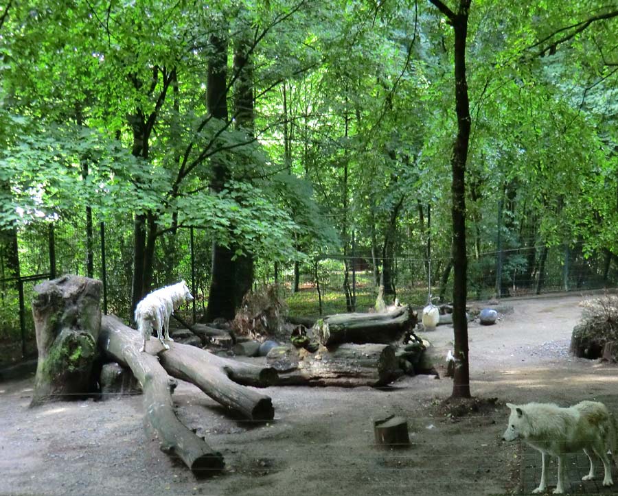 Kanadische Wölfe im Zoologischen Garten Wuppertal im Juni 2013