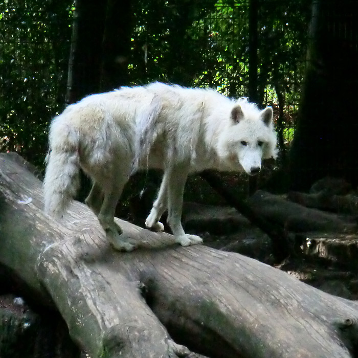 Kanadischer Wolf im Wuppertaler Zoo im Juni 2013