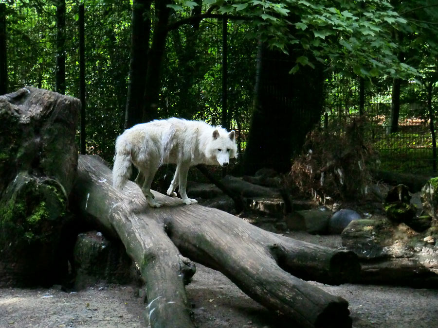 Kanadischer Wolf im Wuppertaler Zoo im Juni 2013