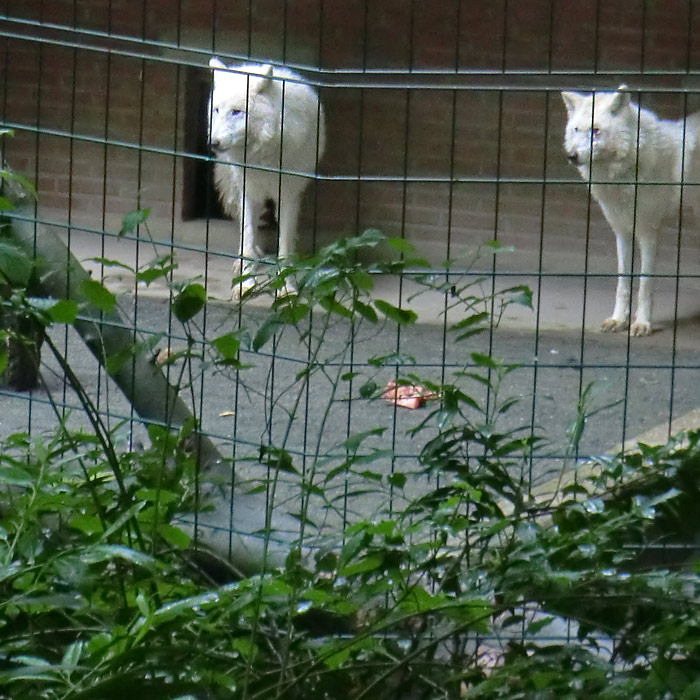 Kanadische Wölfe im Zoo Wuppertal im Mai 2014