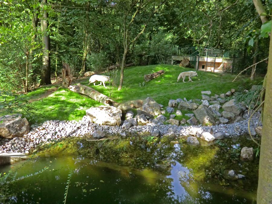 Kanadische Wölfe im Wuppertaler Zoo im Juni 2014