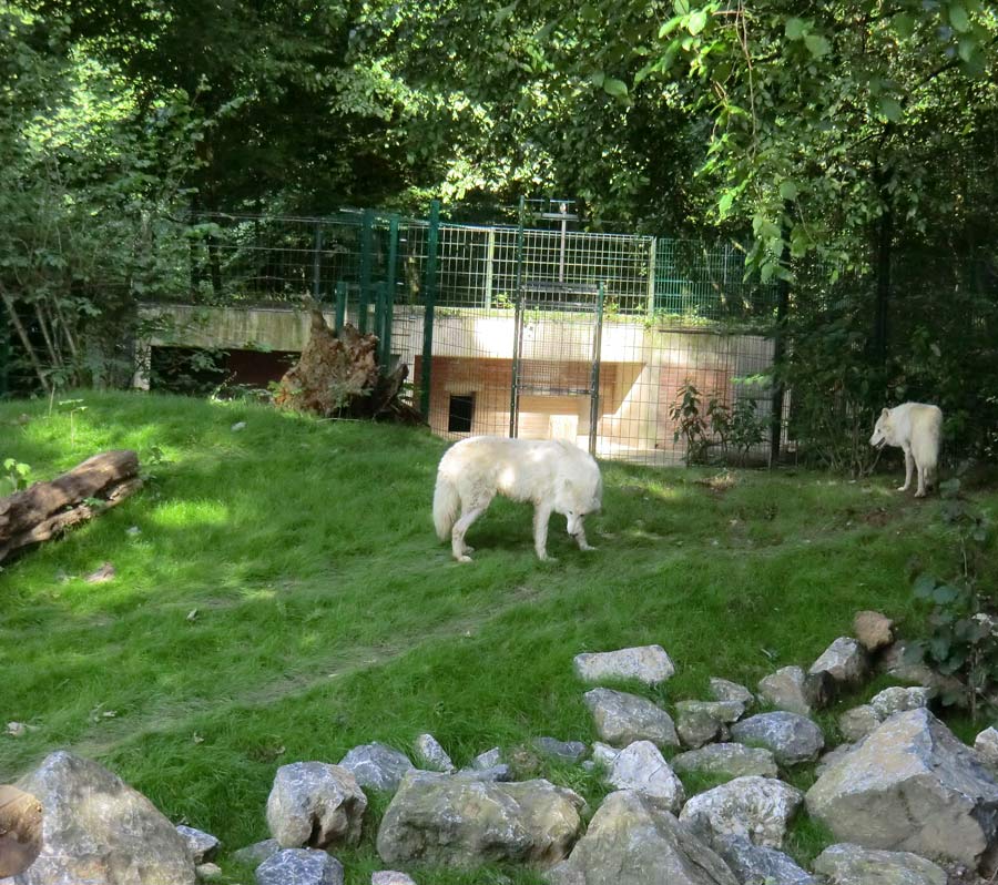 Kanadische Wölfe im Zoo Wuppertal im Juni 2014