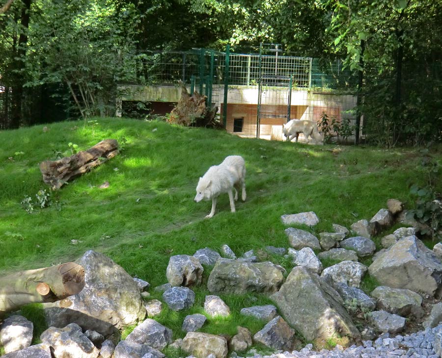 Kanadische Wölfe im Zoologischen Garten Wuppertal im Juni 2014