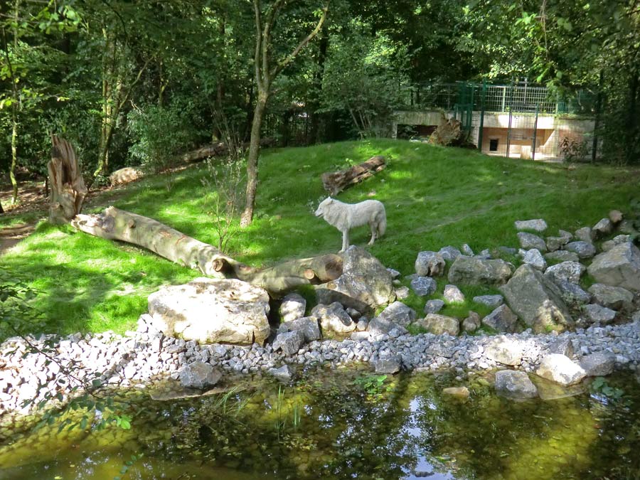 Kanadischer Wolf im Wuppertaler Zoo im Juni 2014