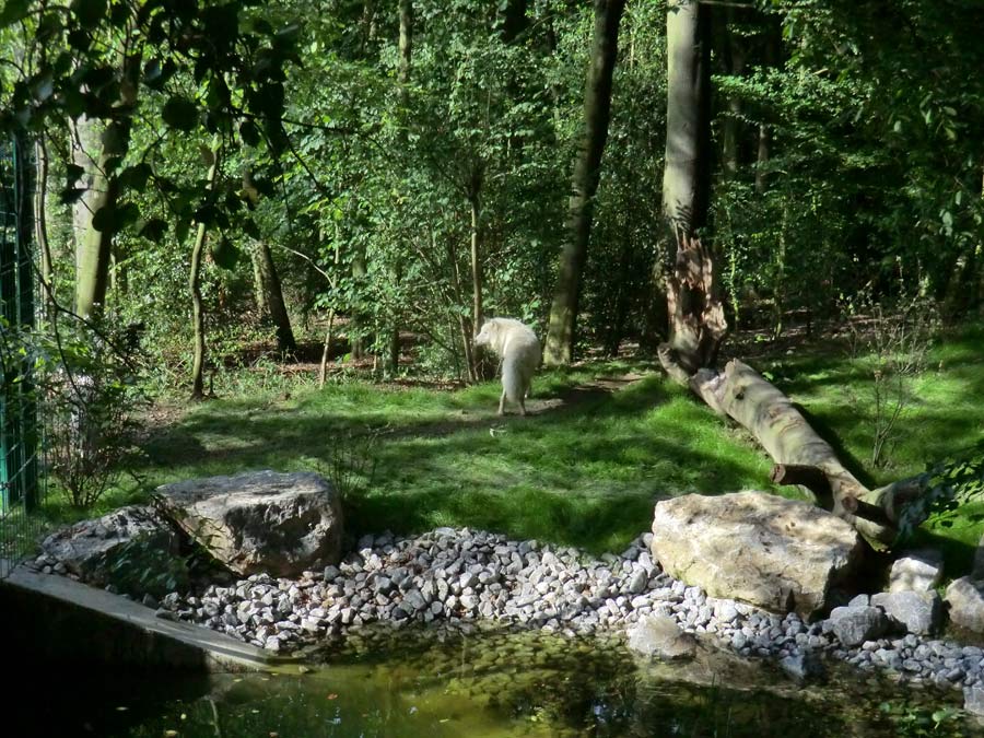 Kanadischer Wolf im Zoo Wuppertal im Juni 2014