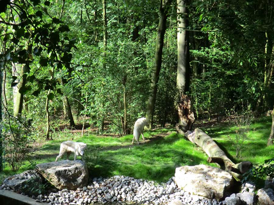 Kanadische Wölfe im Zoologischen Garten Wuppertal im Juni 2014