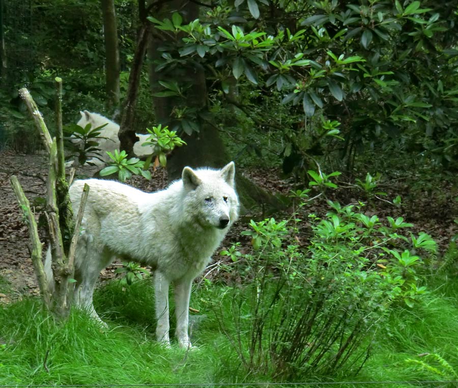 Kanadischer Wolf im Zoologischen Garten Wuppertal im Juni 2014