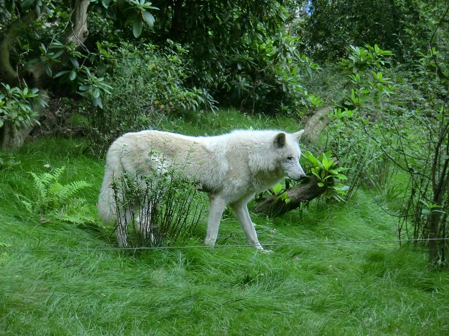 Kanadischer Wolf im Wuppertaler Zoo im Juni 2014