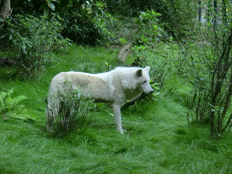 Kanadischer Wolf im Zoo Wuppertal im Juni 2014