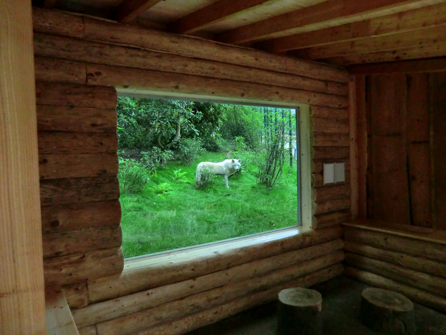 Kanadischer Wolf im Zoologischen Garten Wuppertal im Juni 2014