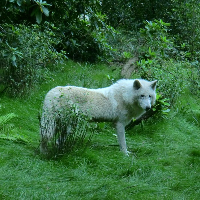 Kanadischer Wolf im Wuppertaler Zoo im Juni 2014