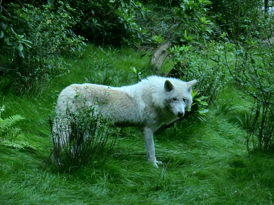 Kanadischer Wolf im Wuppertaler Zoo im Juni 2014