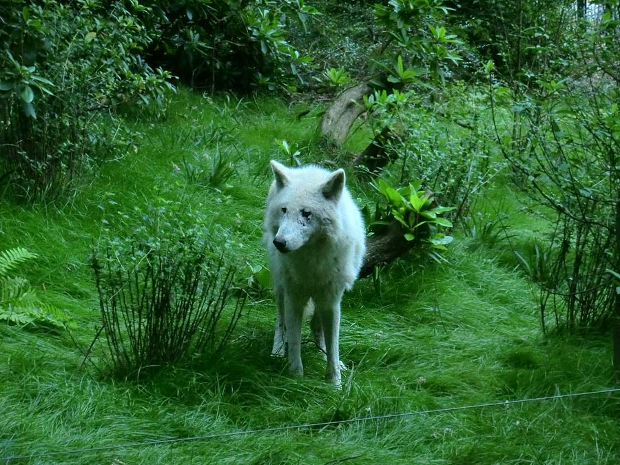 Kanadischer Wolf im Zoo Wuppertal im Juni 2014