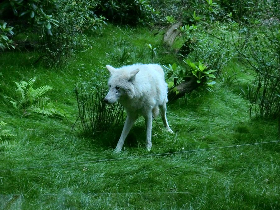 Kanadischer Wolf im Zoologischen Garten Wuppertal im Juni 2014