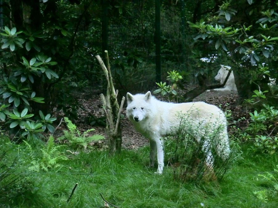 Kanadischer Wolf im Wuppertaler Zoo im Juni 2014