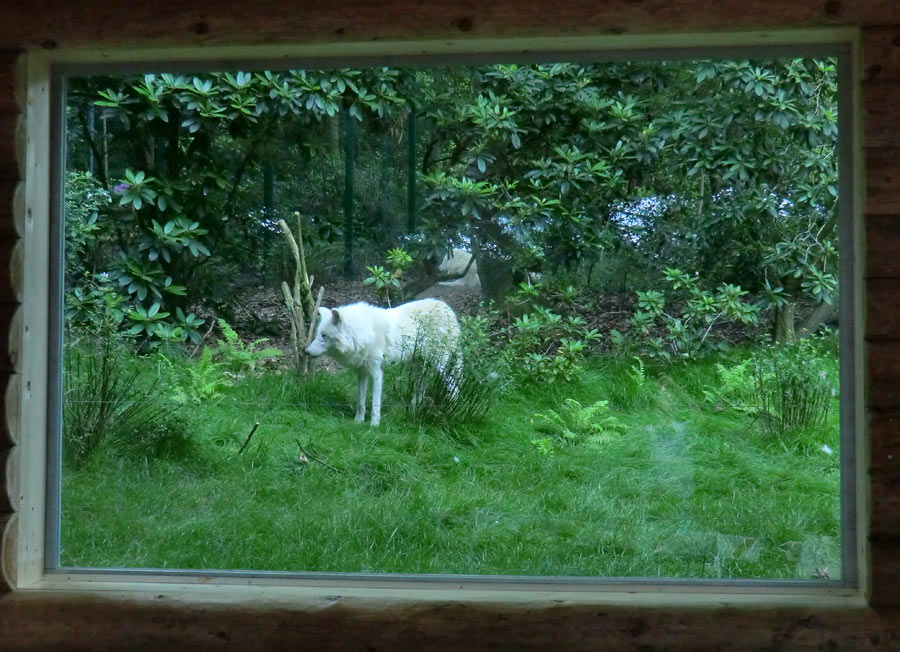 Kanadischer Wolf im Zoo Wuppertal im Juni 2014