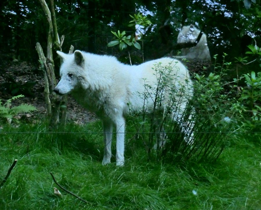 Kanadischer Wolf im Zoologischen Garten Wuppertal im Juni 2014