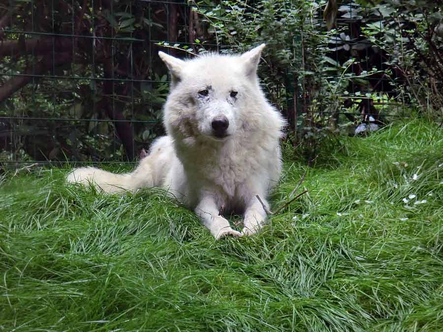 Kanadischer Wolf im Zoo Wuppertal im Juni 2014