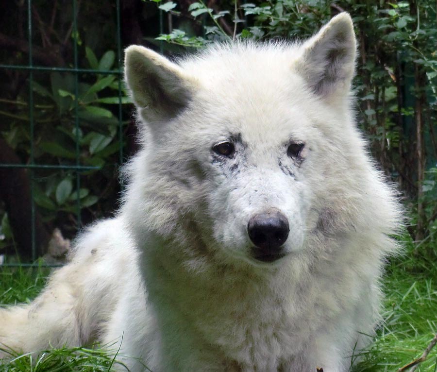 Kanadischer Wolf im Zoologischen Garten Wuppertal im Juni 2014