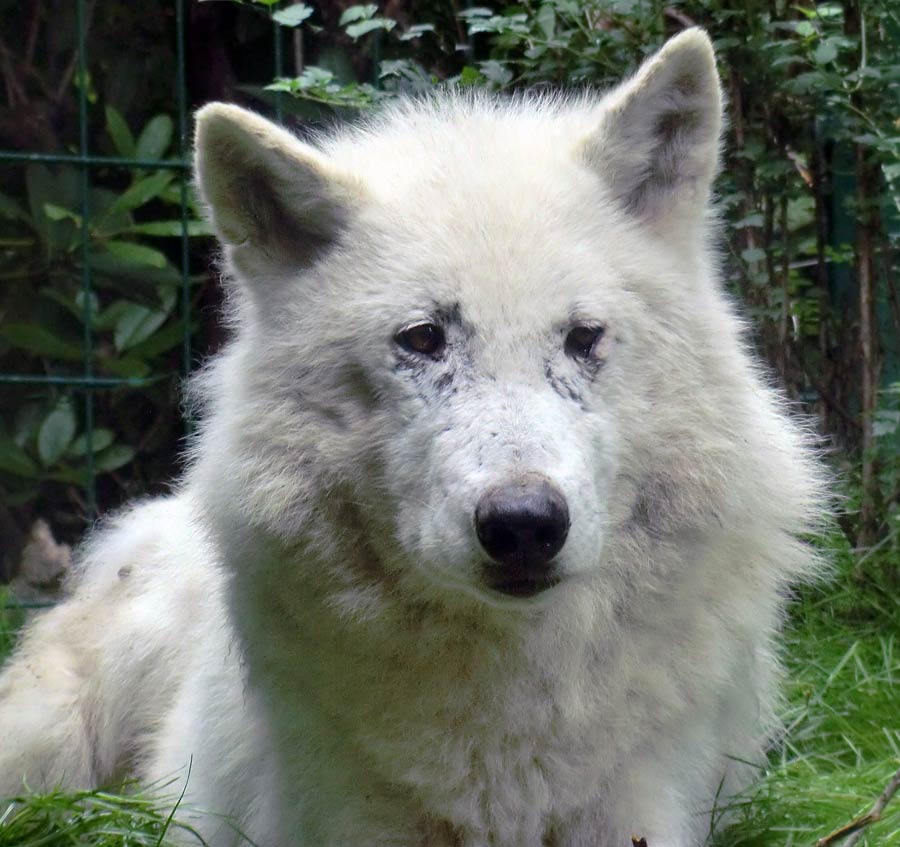 Kanadischer Wolf im Wuppertaler Zoo im Juni 2014