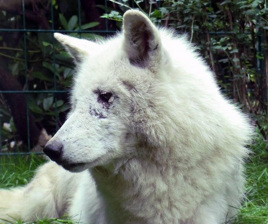 Kanadischer Wolf im Zoo Wuppertal im Juni 2014