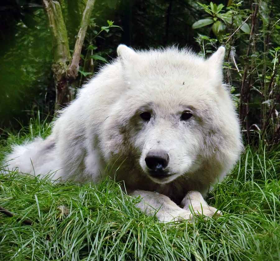 Kanadischer Wolf im Zoologischen Garten Wuppertal im Juni 2014