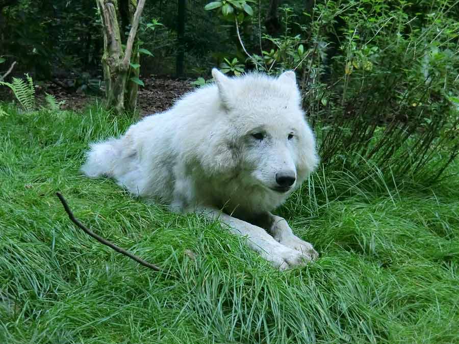 Kanadischer Wolf im Wuppertaler Zoo im Juni 2014