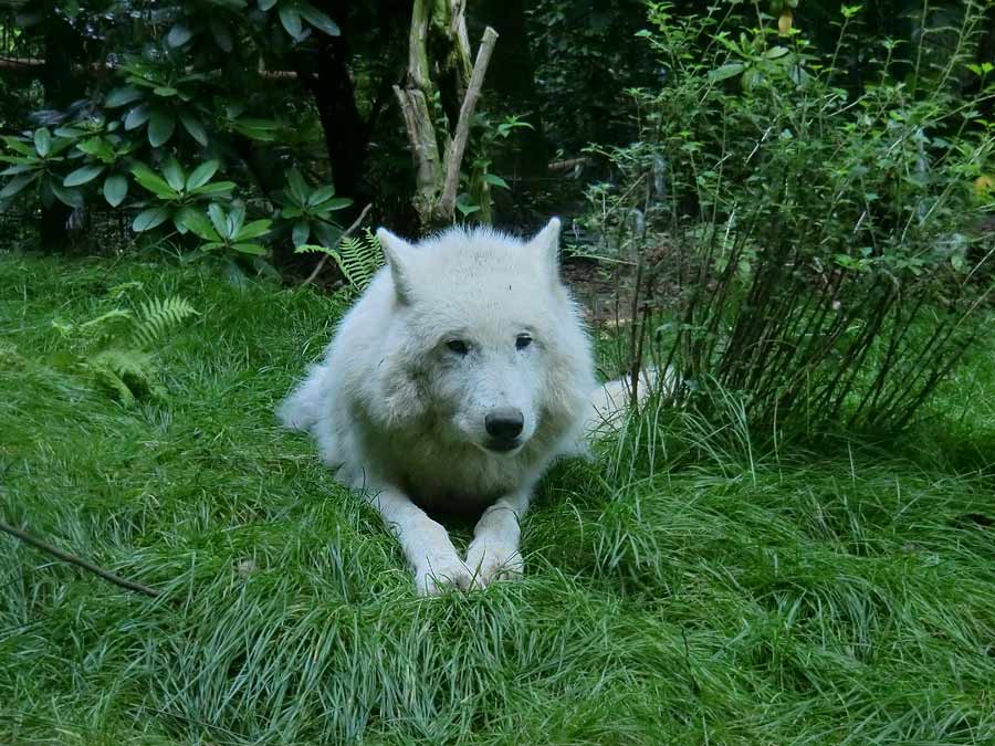 Kanadischer Wolf im Zoo Wuppertal im Juni 2014