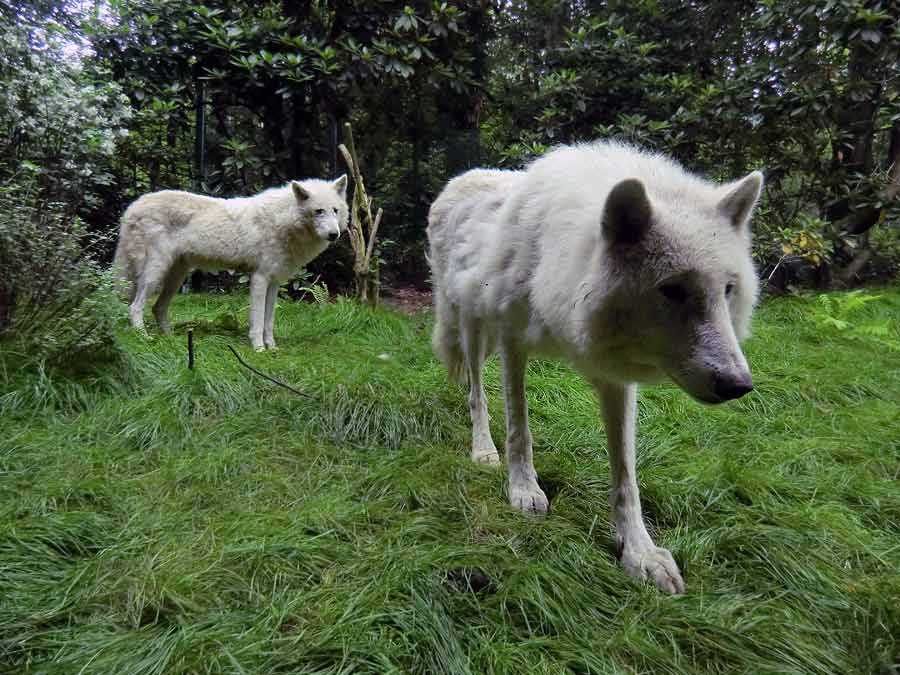 Kanadischer Wolf im Zoologischen Garten Wuppertal im Juni 2014