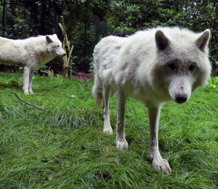 Kanadischer Wolf im Wuppertaler Zoo im Juni 2014