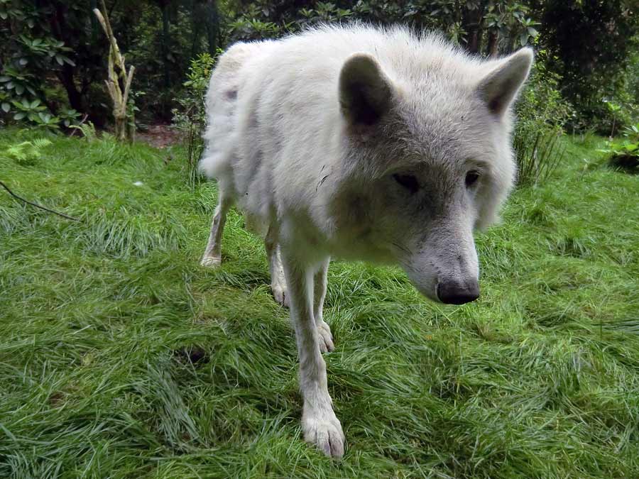 Kanadischer Wolf im Zoologischen Garten Wuppertal im Juni 2014