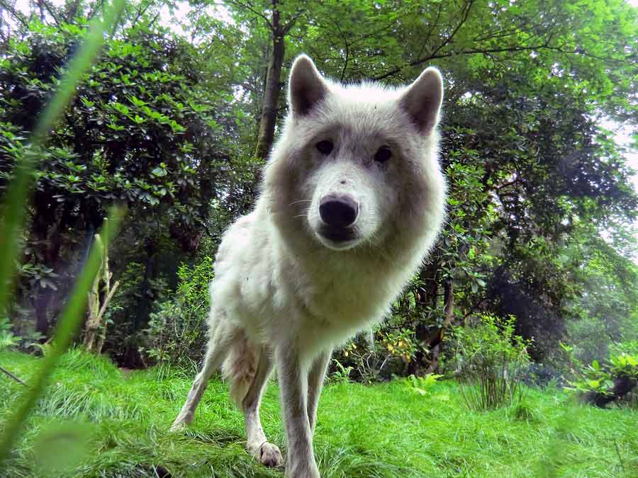 Kanadischer Wolf im Wuppertaler Zoo im Juni 2014