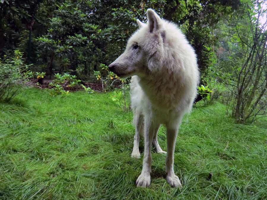 Kanadischer Wolf im Zoo Wuppertal im Juni 2014