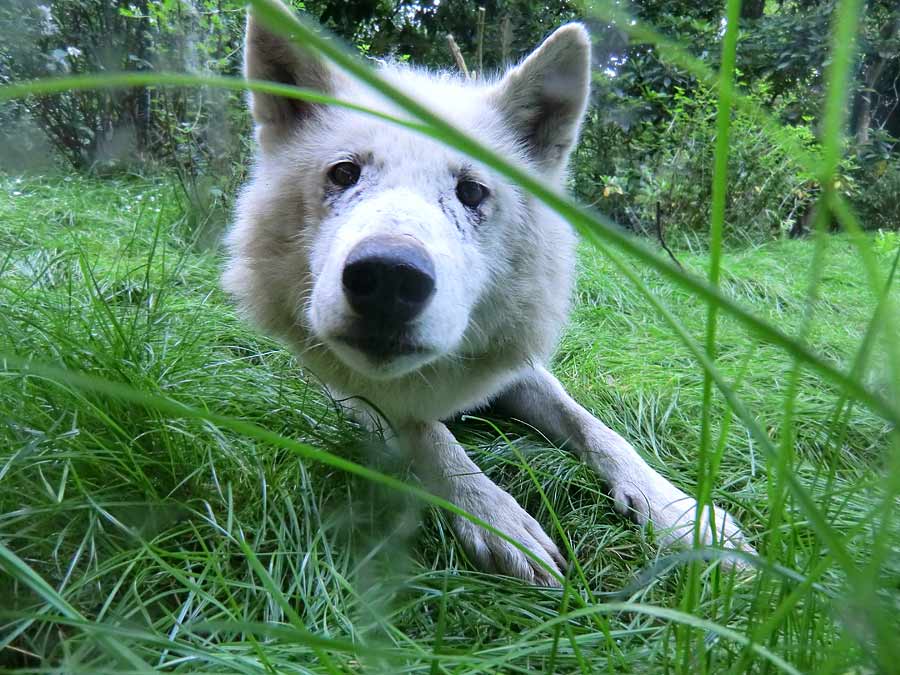 Kanadischer Wolf im Wuppertaler Zoo im Juni 2014